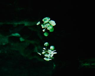 Leaves in Water